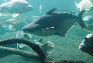 Iridescent_shark swai